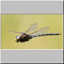 Aeshna juncea - Torf-Mosaikjungfer m03e - Hellern-Wiese-Tuempel.jpg